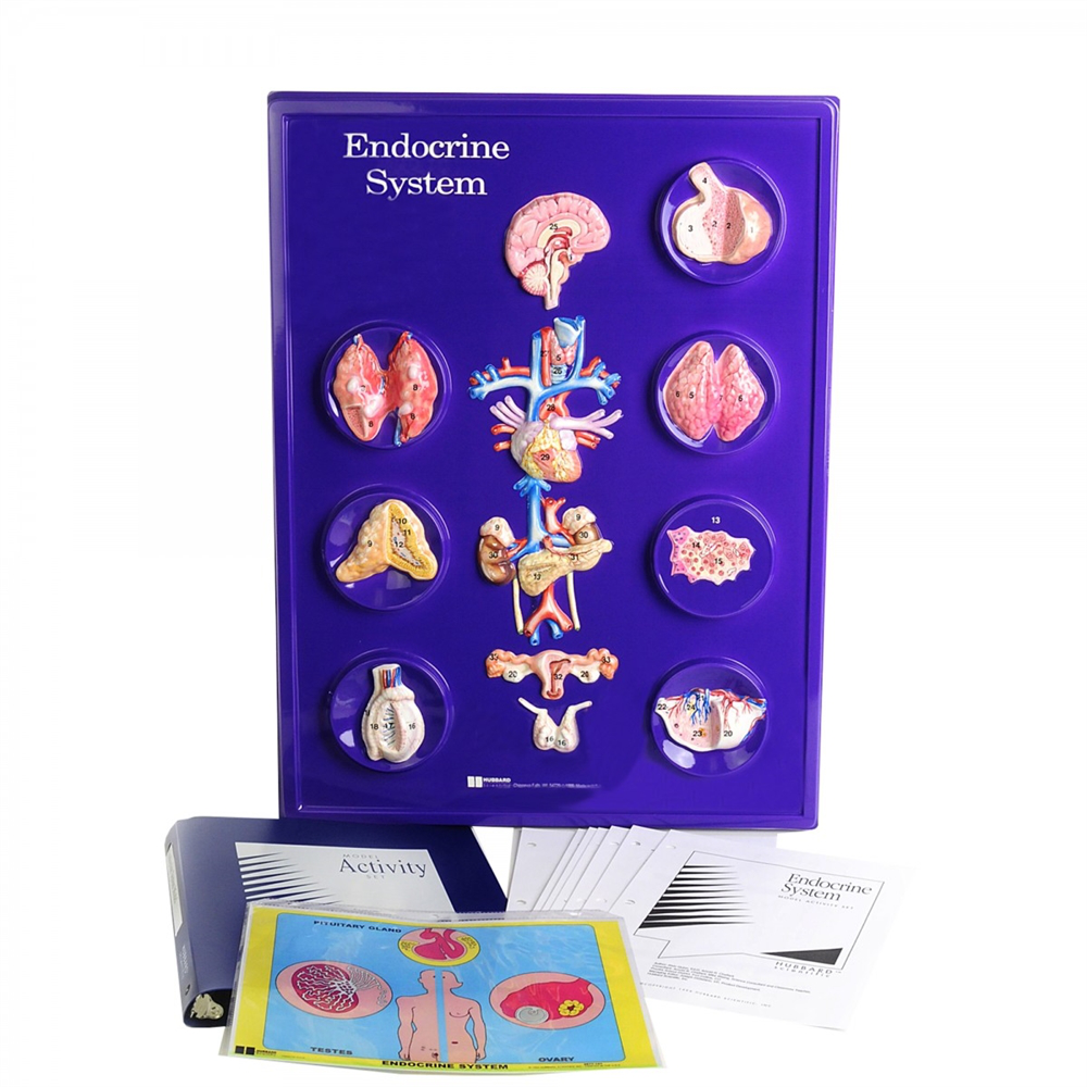 Sistema Endocrino  3-D - 18 x 24 Nasco SB34711
