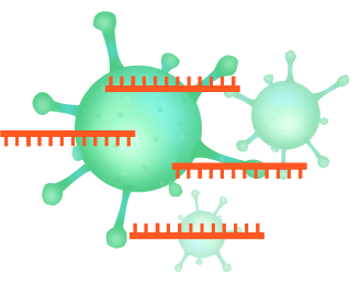 Primer de coronaviurs BioBasics