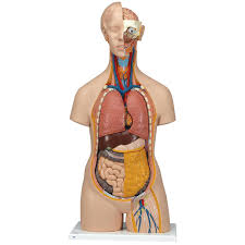 Maqueta de Torso asexuado 14 piezas 3B scientific 1000190 [B13]