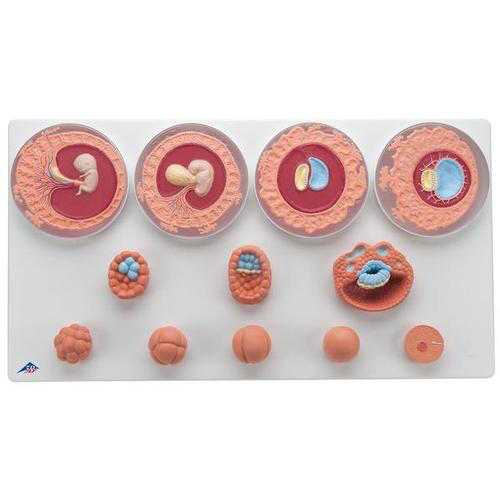 Maqueta de evolución embrionaria en 12 Fases 3B Smart Anatomy 3B Scientific  1001257 [VG391]