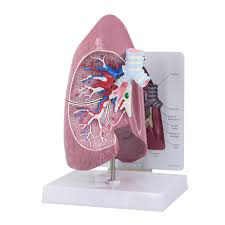 Maqueta del Pulmón GPI anatomicals 3100