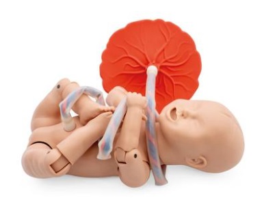 SIMULADOR DE PARTO BASIC P90 DE 3B SCIENTIFIC 1022878 [P90BN]