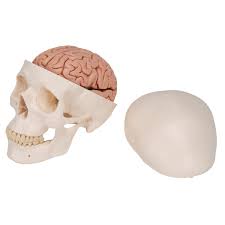 Cráneo clásico con cerebro, 8 partes 3B Scientific 1020162 [A20/9]