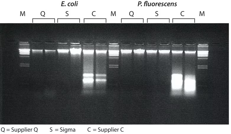 Kits de ADN genómico bacteriano GenElute Sigma Aldrich NA2110-1KT